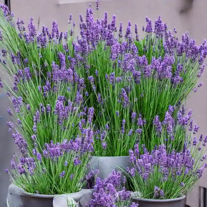 Lavanda Em Vaso